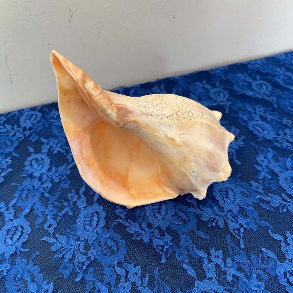 Conch Beach Shell - Picture 10 of 10